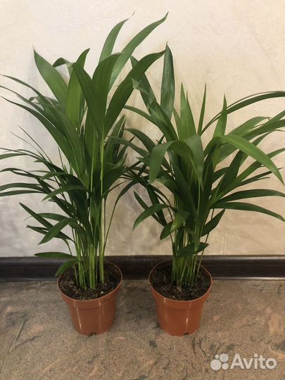 Пальма арека