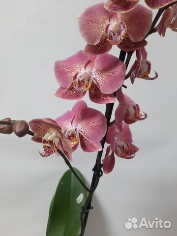 Орхидея Леко фантастик купить в Калуге | Товары для дома и дачи | Авито