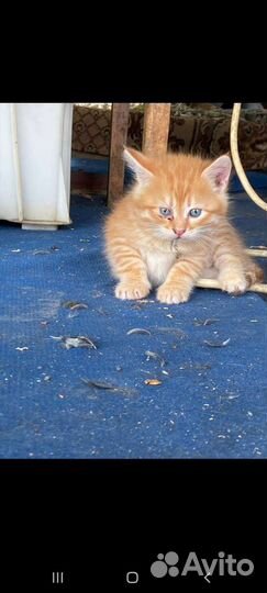 1.5 месячные котята в добрые руки. бесплатно