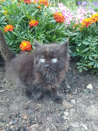 Кошка в дар бесплатно