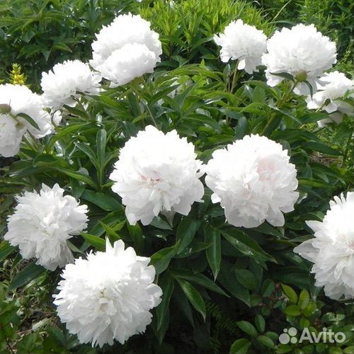 Пион травянистый, пион древовидный