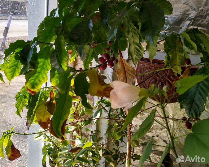 Виргинская черёмуха Кофе Арабика семена