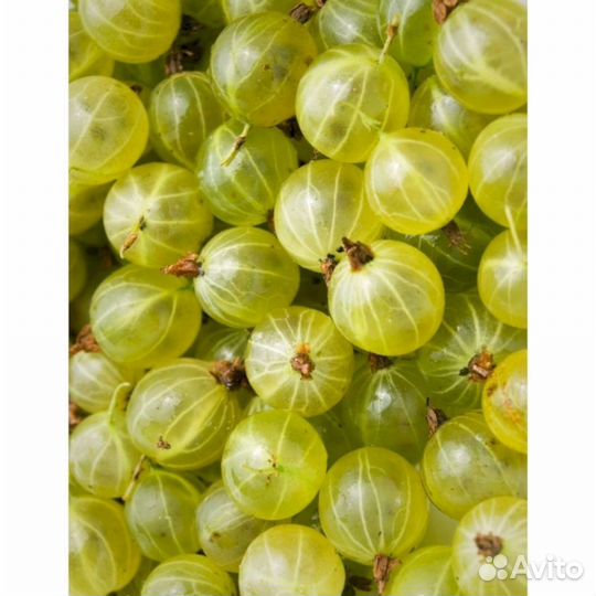 Саженцы крыжовника Пушкинский