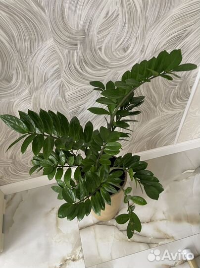 Замиокулькас