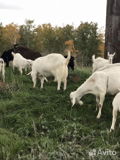 Козы козлята