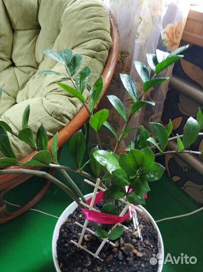 Пеларгония герань