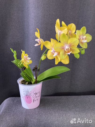 Орхидея ароматная мультифлора