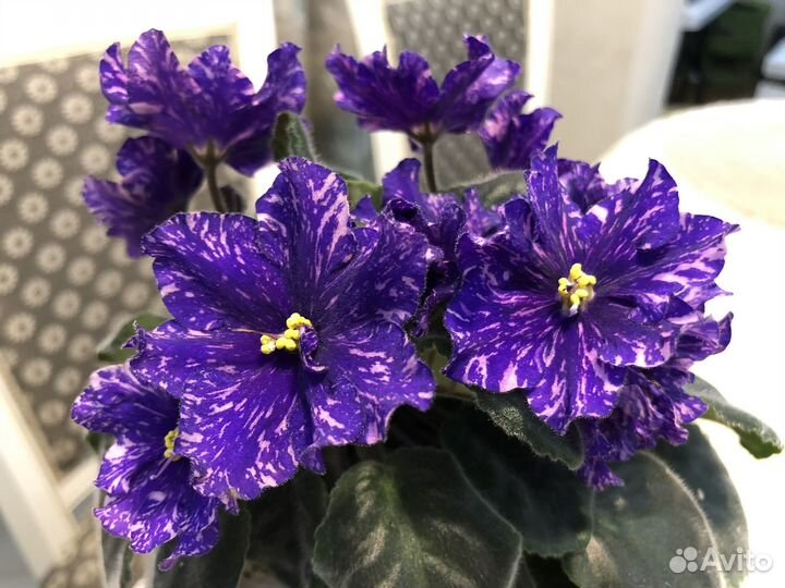 Фиалка нд-Огни Заполярья (детки) и др сорта