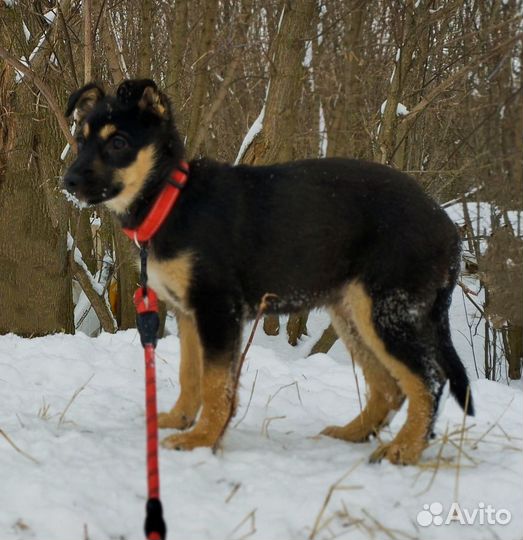 Щенок в добрые руки