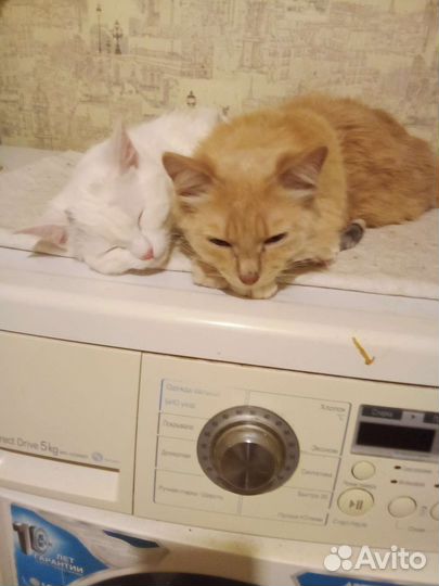 Кошки в добрые руки бесплатно