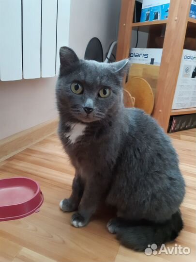 Кошка в добрые руки