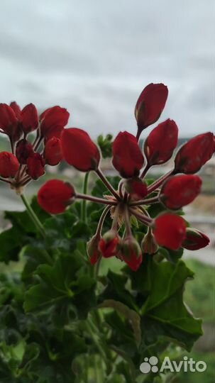 Пеларгония