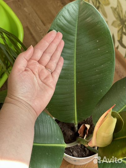 Фикус эластика Робуста