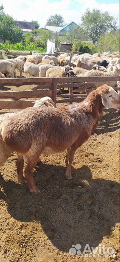 Бараны Гиссарской породы