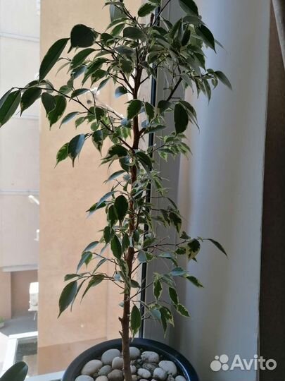 Фикус Барок (барокко)