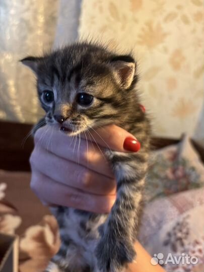 Кошки
