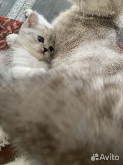 Отдам в добрые руки