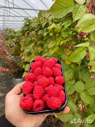 Малина Полка