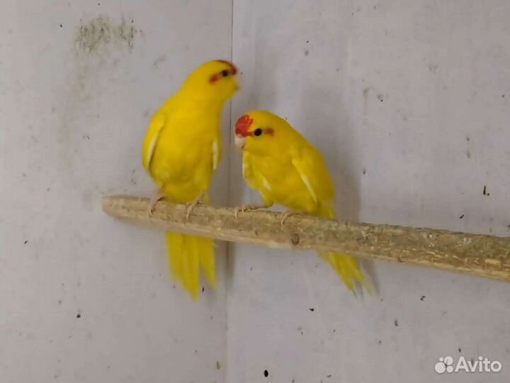 Попугаи волнистые,кореллы, канарейки,амадины