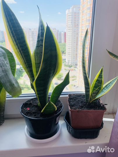 Сансевиерия Лауренти