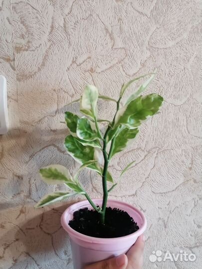 Педилантус