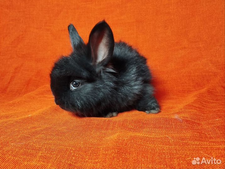 Кролики ангорские