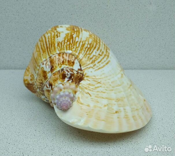 Стромбус Латиссимус 16,5 морская ракушка раковина