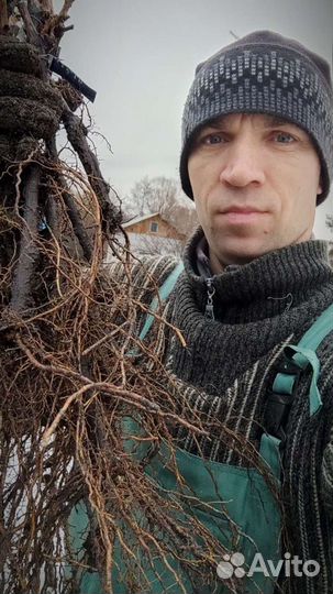 Саженцы винограда