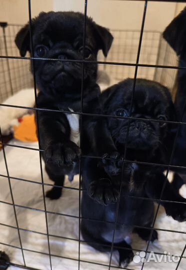 Щенки бронь