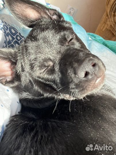 Метис лабрадора