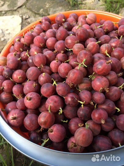 Крыжовник красный