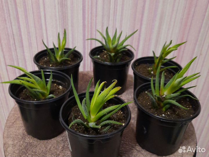 Суккуленты хавортия