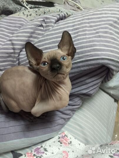Котята Канадского сфинкса