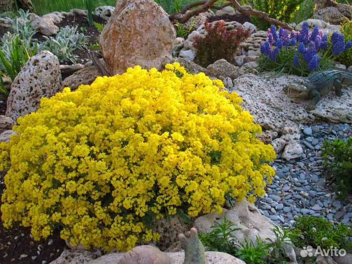Обриета,ясколка, алиссум желтый