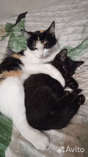 Отдам котенка в добрые руки