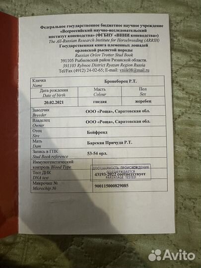 Жеребец орловской рысистой породы