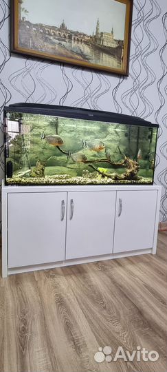 Пиранья рыба Натерерра