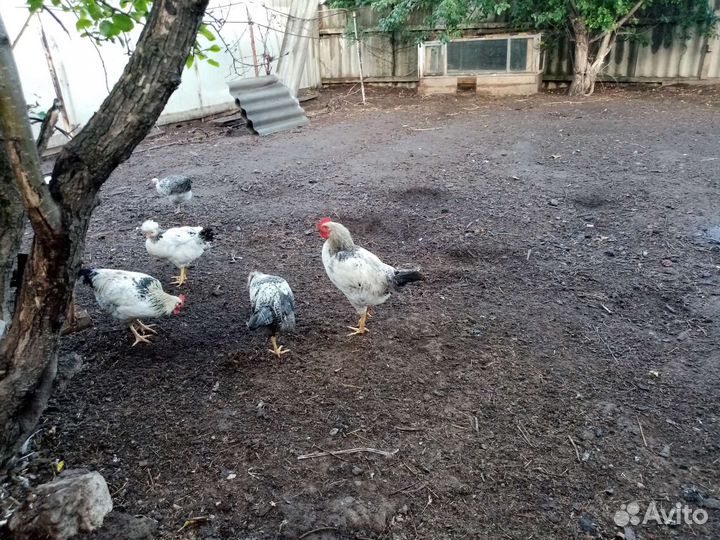 Молодые петушки