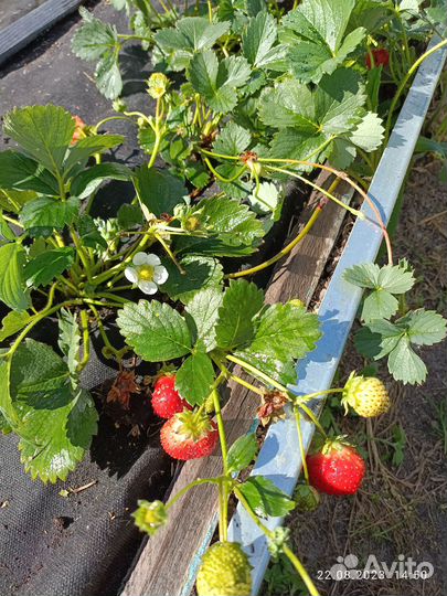 Клубника ремонтантная