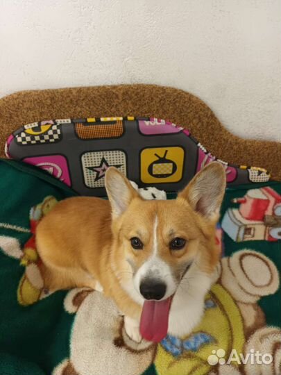 Зоогостиница для кошек 