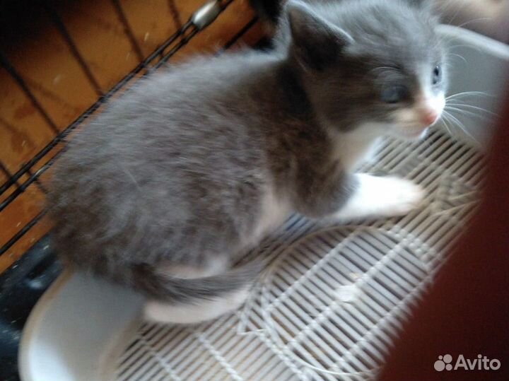 Котята 1, 5 месяца