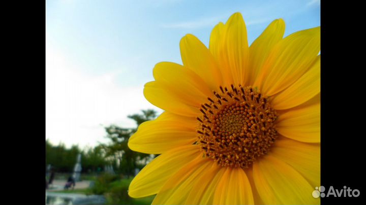 Цифровая мыльница Samsung st93 + примеры