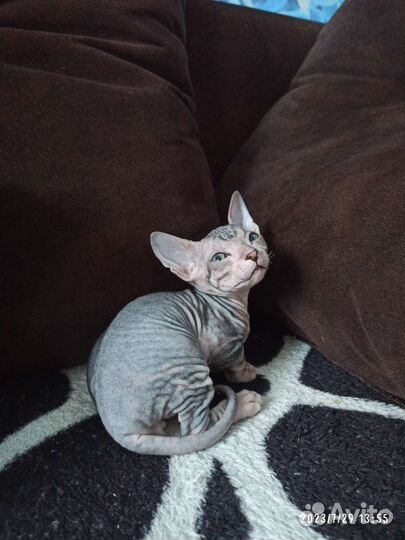 Донской сфинкс