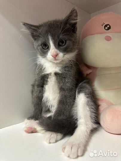 Котята в добрые руки приучены к лотку