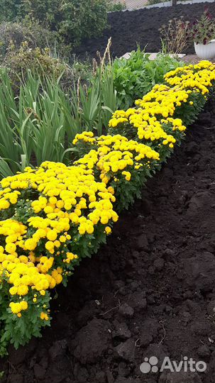 Хризантемы