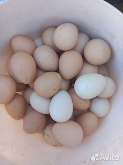 Инкубационное яйцо индейки и цесарки