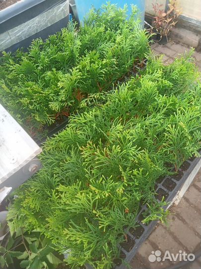 Туя Смарагд