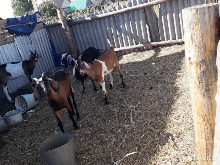 Козел и козочка