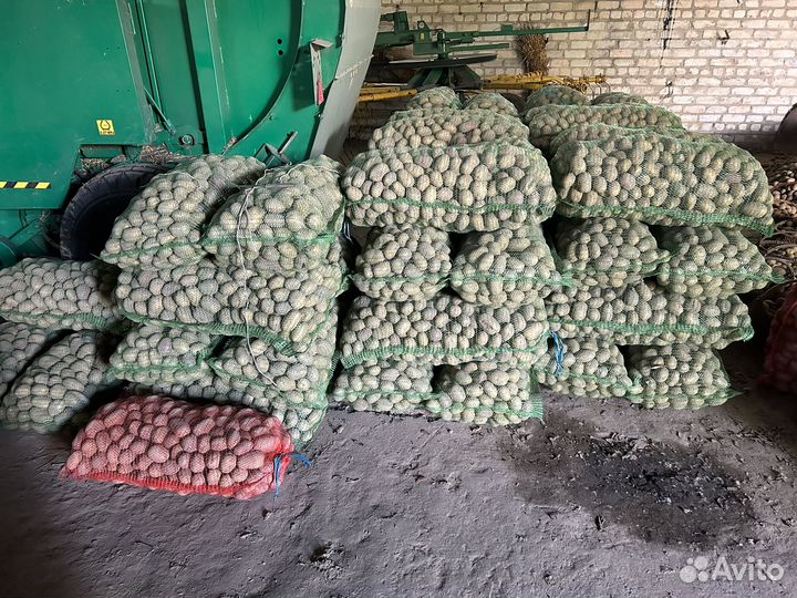 Картофель домашний