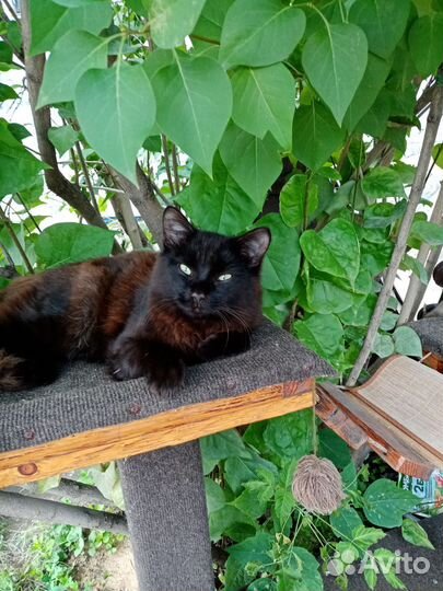 Котик молодой, кастрирован